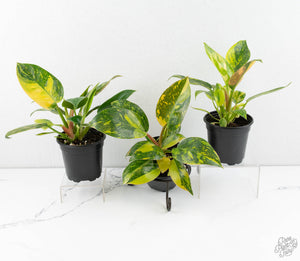 Philodendron 'Green Congo Nuclear’ variegated *Grower's choice*