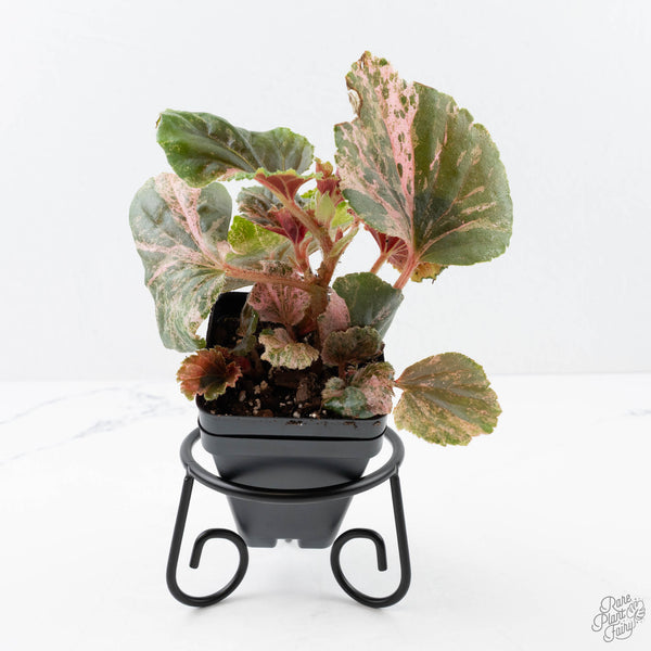 その他観葉植物 begonia cucullata Pink variegated Begonia cucullata pink variegated *Growers Choice* – Rare Plant Fairy
