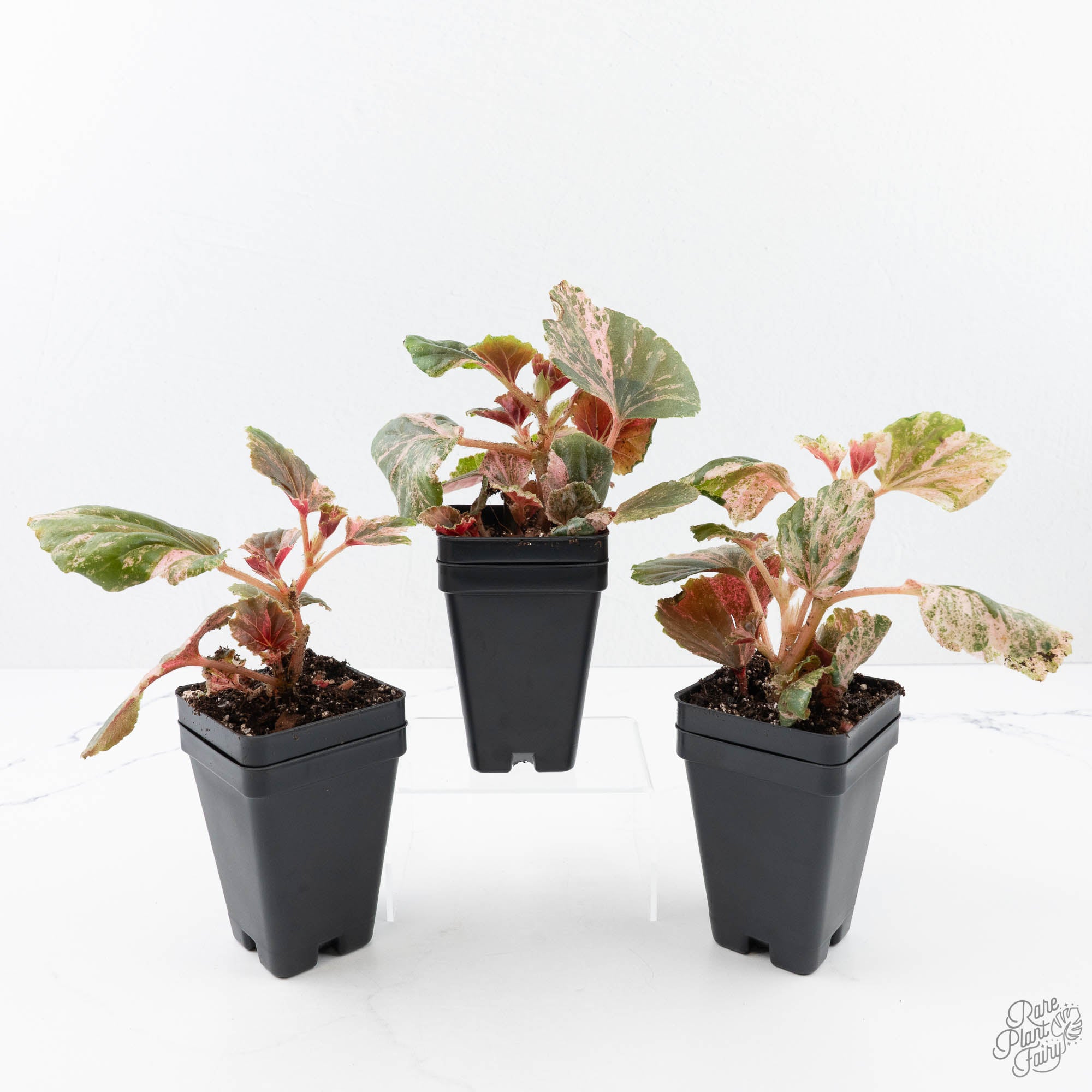 Begonia cucullata pink variegated *Growers Choice* – Rare Plant Fairy