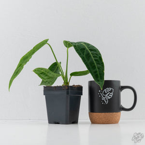 Anthurium Warocqueanum 'Queen'