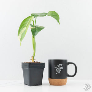 Syngonium chiapense albo variegated *Grower's Choice*