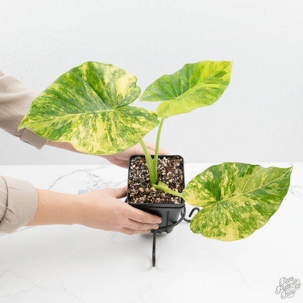 アロカシア✨ガゲアナオーレア✨Alocasia Gageana Aurea希少種 Alocasia Odora 'Gageana' Aurea Variegated *Grower's Choice* – Rare