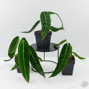 Anthurium Warocqueanum 'Queen'