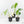 Syngonium chiapense albo variegated *Grower's Choice*