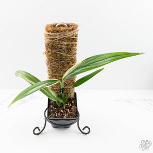 Epipremnum amplissimum albo variegated