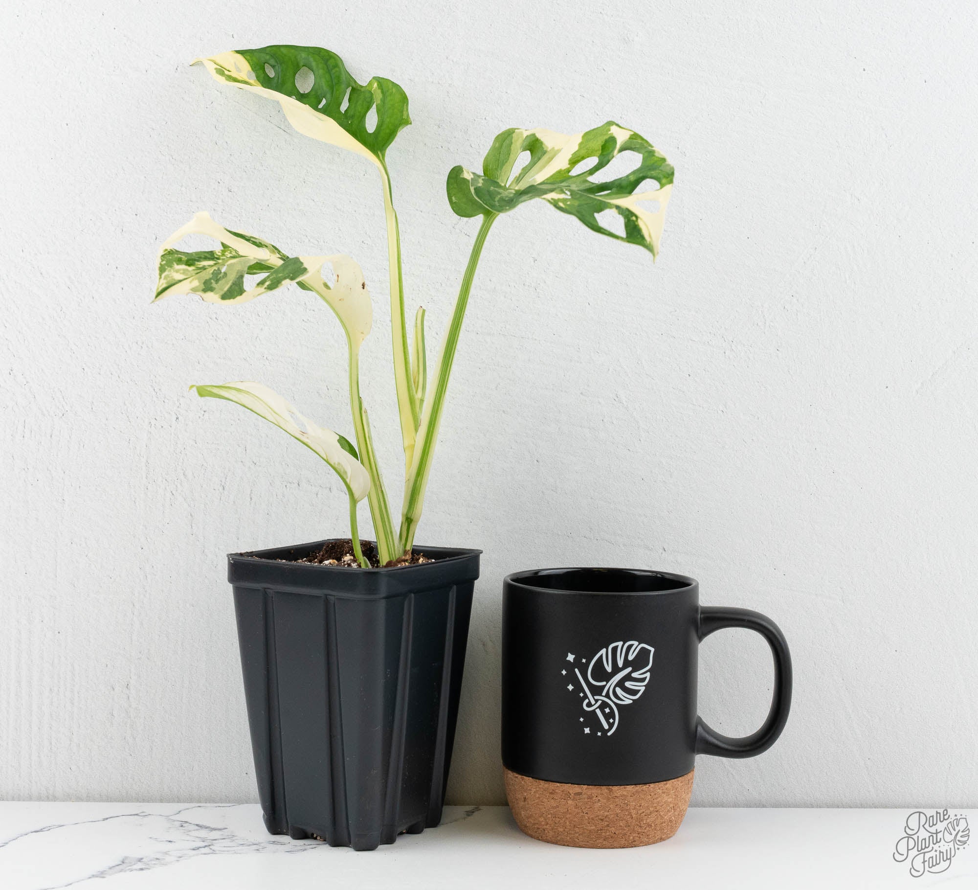 monstera adansonii albo price Monstera Adansonii Albo Variegated *Grower's Choice*