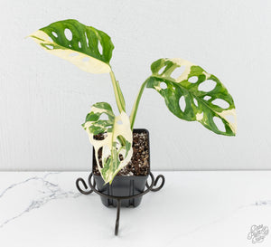 Monstera Adansonii Albo Variegated *Grower's Choice*