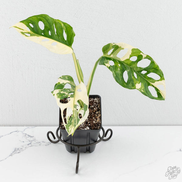 monstera adansonii grande Monstera Adansonii Albo Variegated *Grower's Choice*
