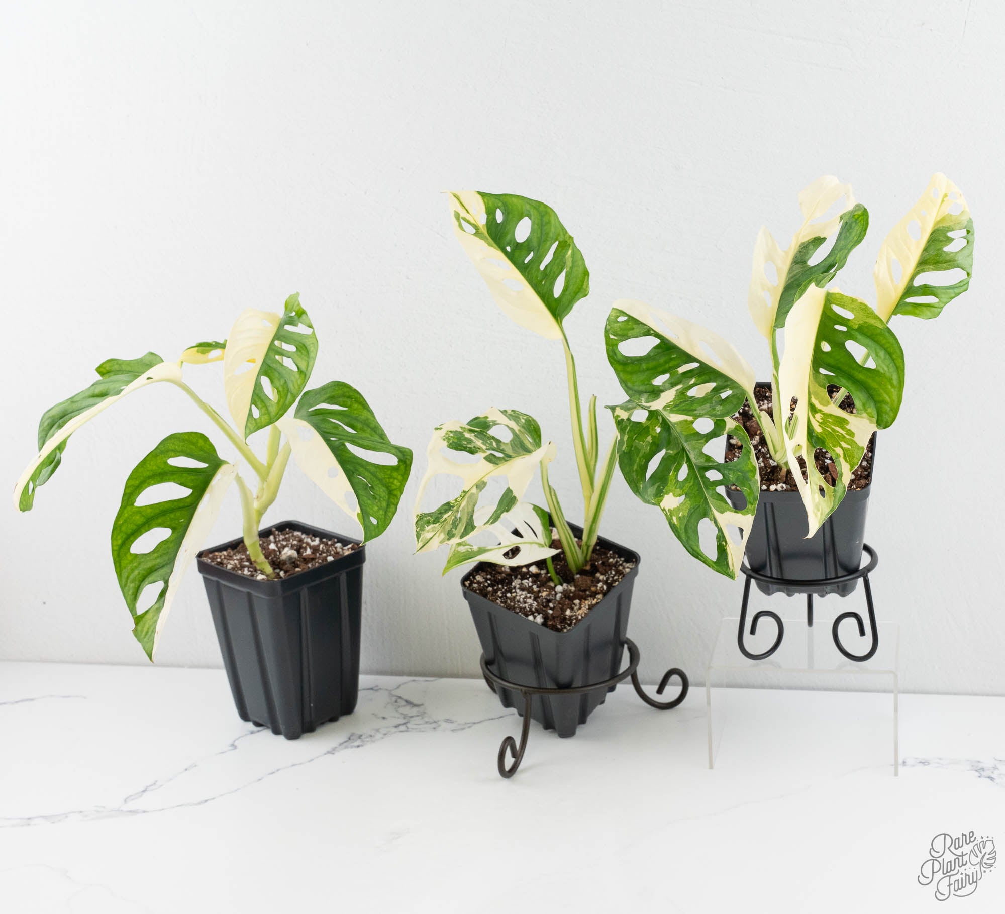 monstera adansonii variegata archipelago Monstera Adansonii Albo Variegated *Grower's Choice*