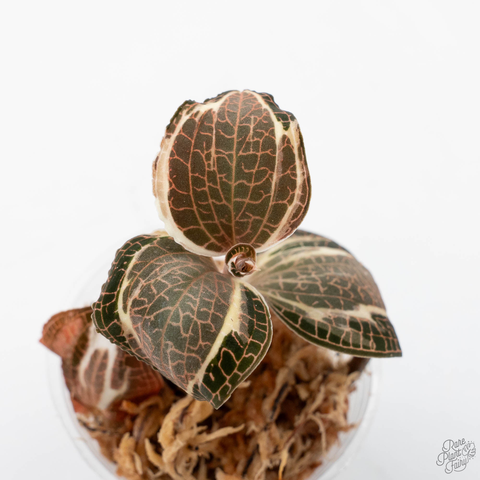 Anoectochilus roxburghii albo variegated jewel orchid *Grower's