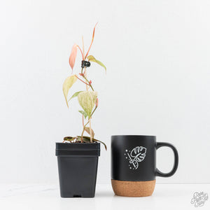 Philodendron micans pink mint variegated  *Grower's Choice*