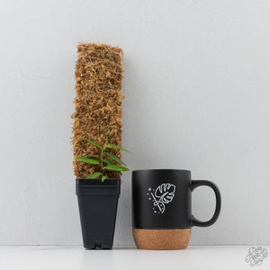 Pothos Scandens