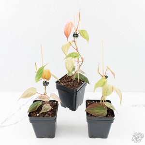 philodendron micans variegated pink Philodendron micans pink mint variegated *Grower's Choice* – Rare Plant Fairy