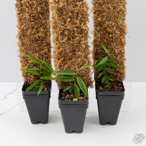 Pothos Scandens