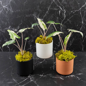 Alocasia Sarian Albo Variegated