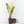 Zamioculcas zamifolia 'ZZ' aurea variegated *Growers Choice*