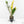 Zamioculcas zamifolia 'ZZ' aurea variegated *Growers Choice*