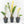 Zamioculcas zamifolia 'ZZ' aurea variegated *Growers Choice*