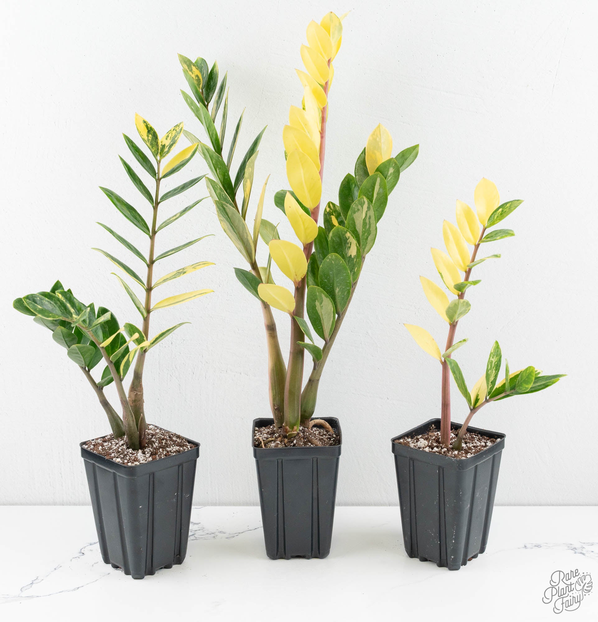 golden zz plant Zamioculcas zamifolia 'ZZ' aurea variegated *Growers Choice* – Rare Plant Fairy