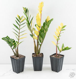 Zamioculcas zamifolia 'ZZ' aurea variegated *Growers Choice*