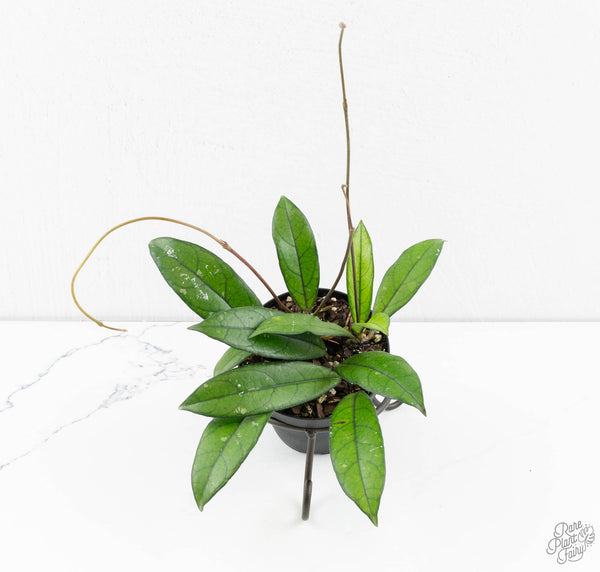 Hoya crassipetiolata *Grower's Choice*