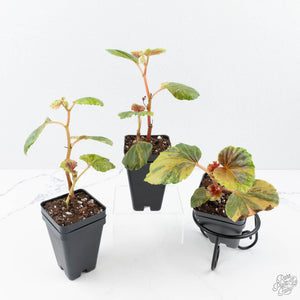 Begonia cucullata aurea variegated *Growers Choice*
