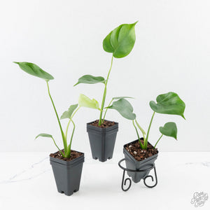 Monstera deliciosa ‘Tattoo’ *Grower's Choice*
