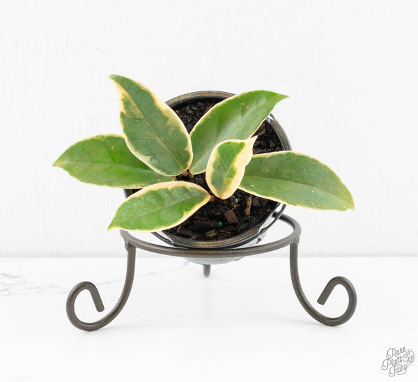 Hoya 'Krimson Queen' *Grower's Choice*