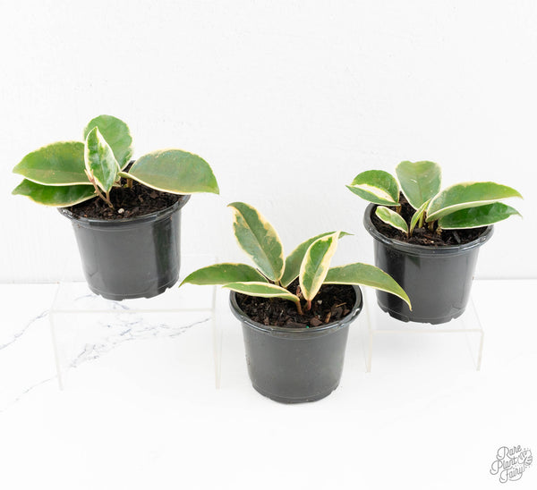 Hoya 'Krimson Queen' *Grower's Choice*