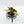 Philodendron Strawberry Caramel Marble *Grower's Choice*