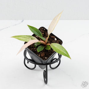 caramel marble philodendron baby Philodendron Strawberry Caramel Marble *Grower's Choice* – Rare Plant Fairy
