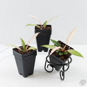 Philodendron Strawberry Caramel Marble *Grower's Choice*