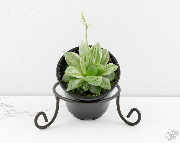 Haworthia cooperi variegated *Grower's Choice*