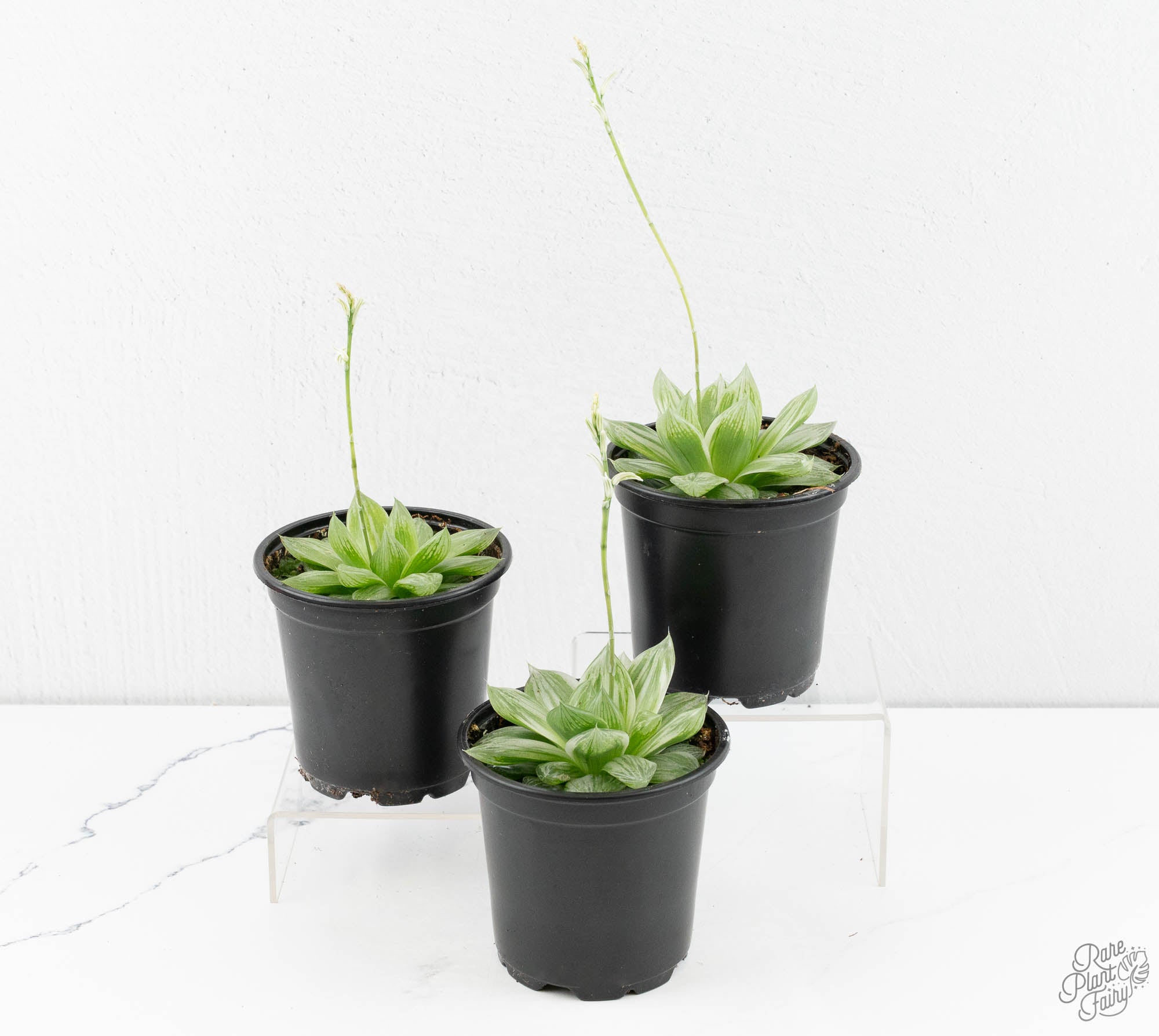 plump haworthia cooperi succulent Haworthia cooperi variegated *Grower's Choice* – Rare Plant Fairy