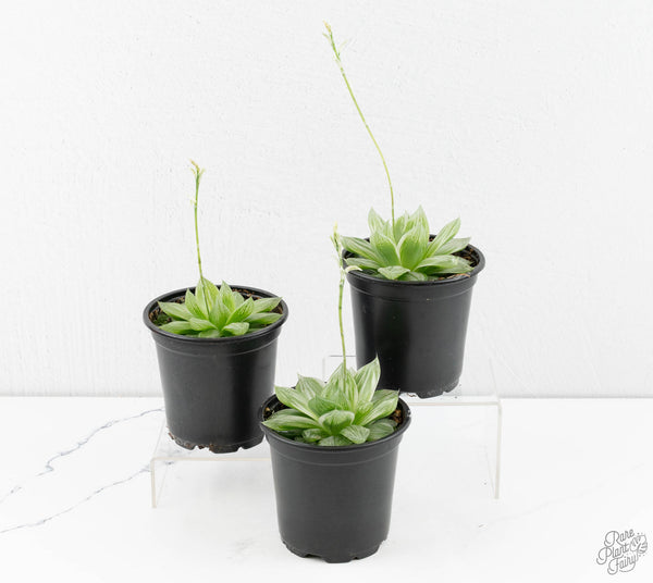 Haworthia cooperi variegated *Grower's Choice*