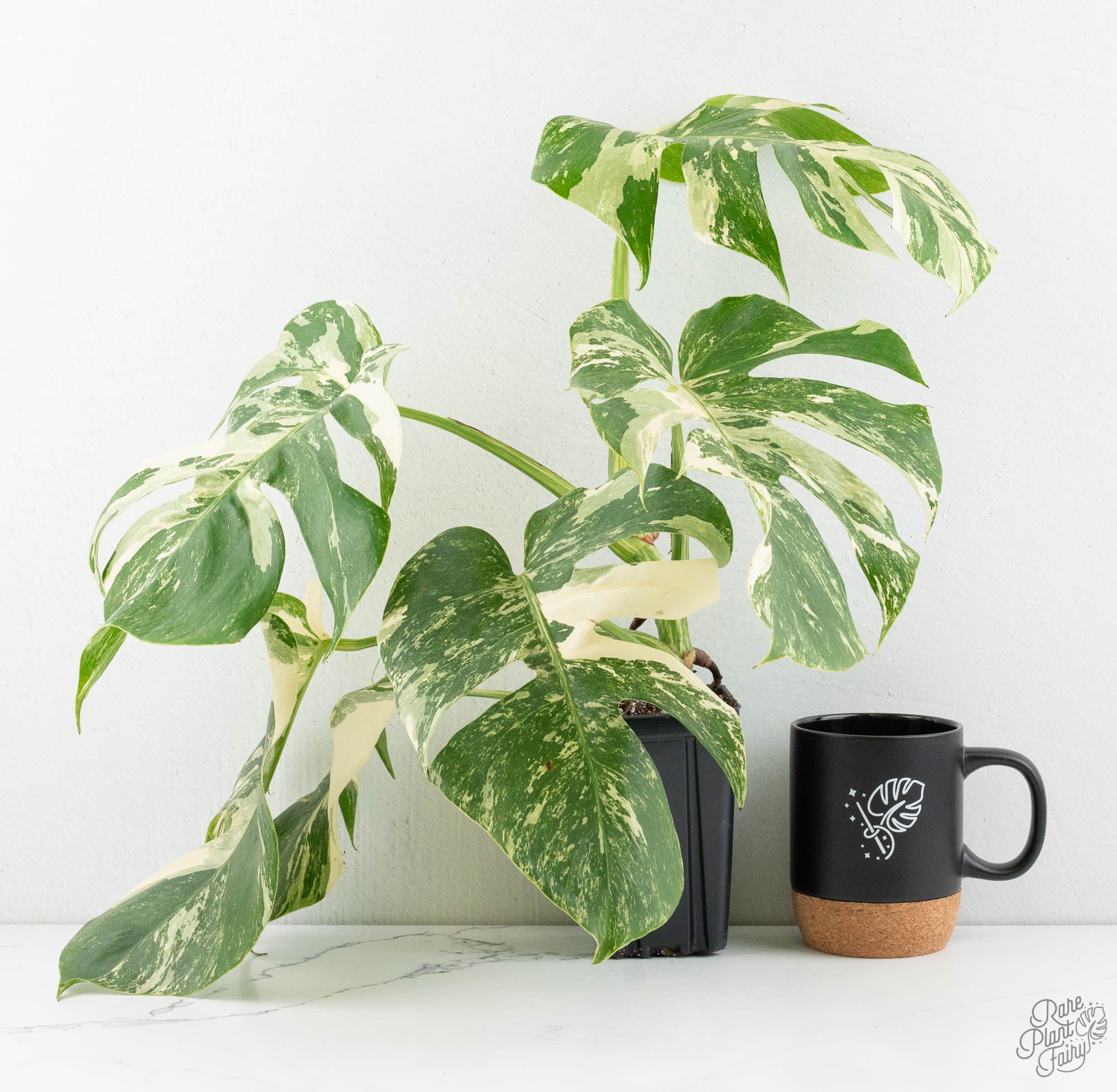 monstera deliciosa borsigiana Monstera Deliciosa Albo Variegated (Small Form/Borsigiana) *Grower's Choice*