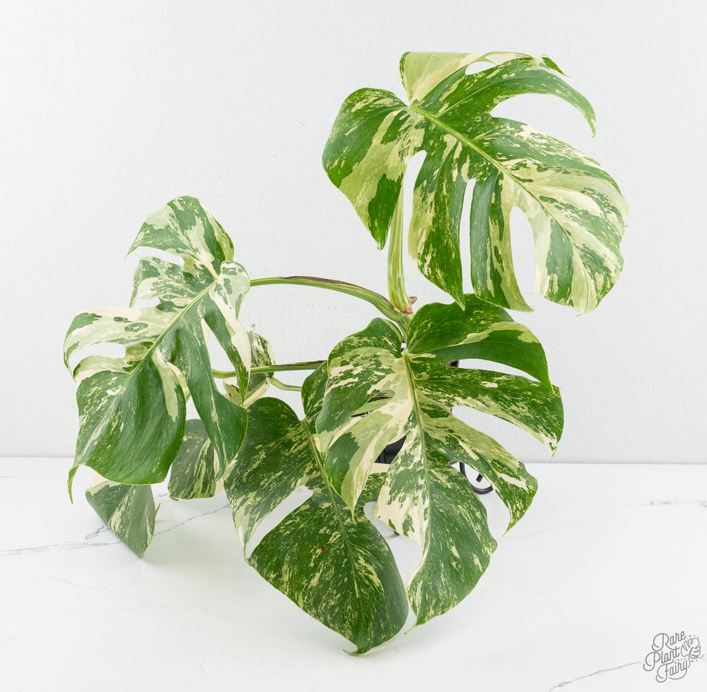 Monstera Deliciosa Albo Variegated (Small Form/Borsigiana) *Grower's C –  Rare Plant Fairy