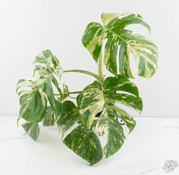 Monstera Deliciosa Albo Variegated (Small Form/Borsigiana