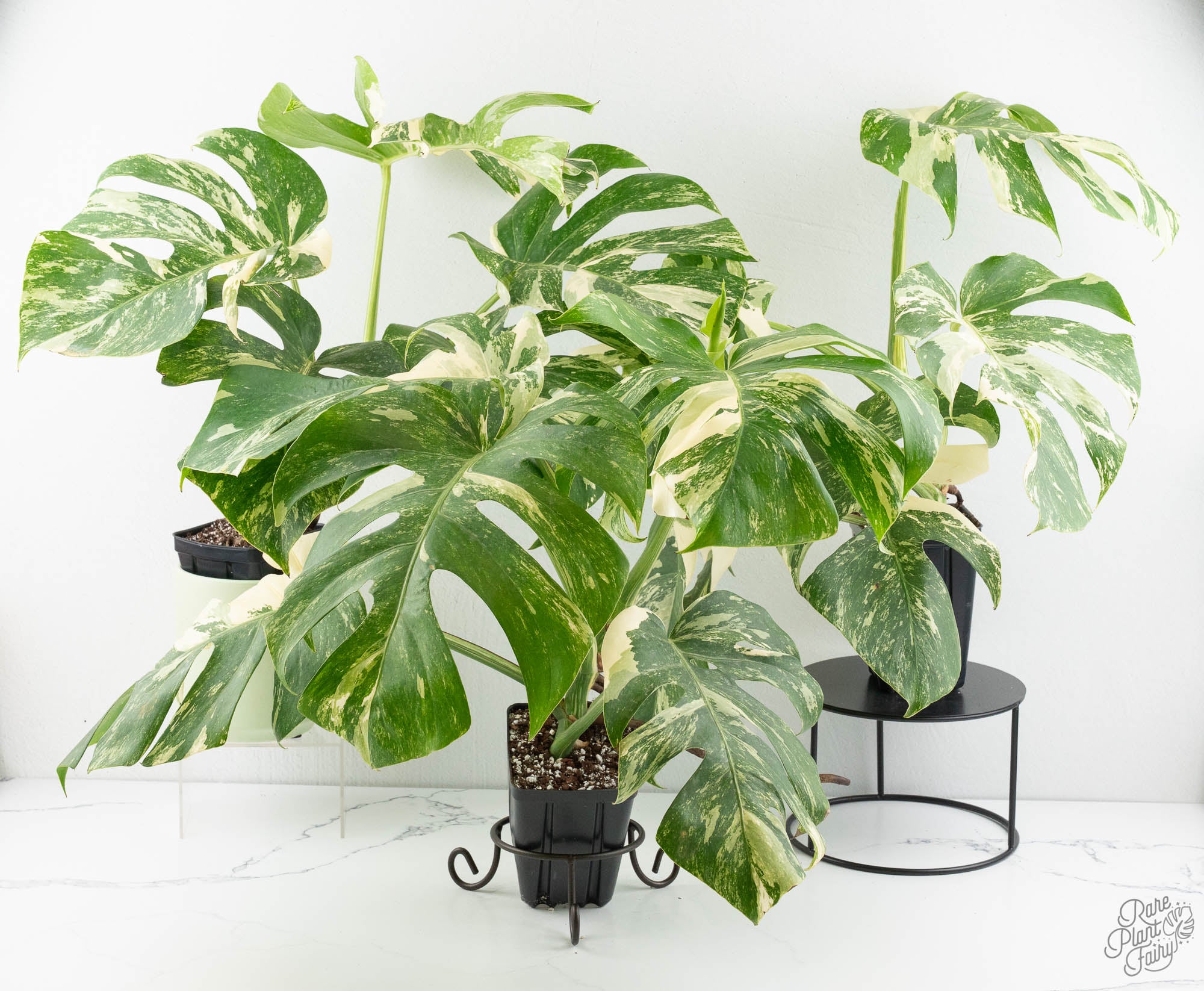monstera deliciosa borsigiana difference Monstera Deliciosa Albo Variegated (Small Form/Borsigiana) *Grower's C – Rare Plant Fairy