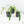 Philodendron holtonianum variegated *Grower's Choice*