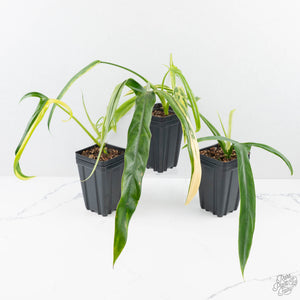 Philodendron holtonianum variegated *Grower's Choice*