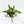 Philodendron white princess aurea variegated *Grower's Choice*