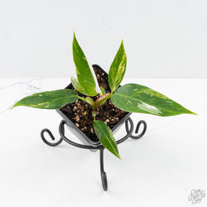 philodendron green princess variegata Philodendron white princess aurea variegated *Grower's Choice* – Rare Plant Fairy