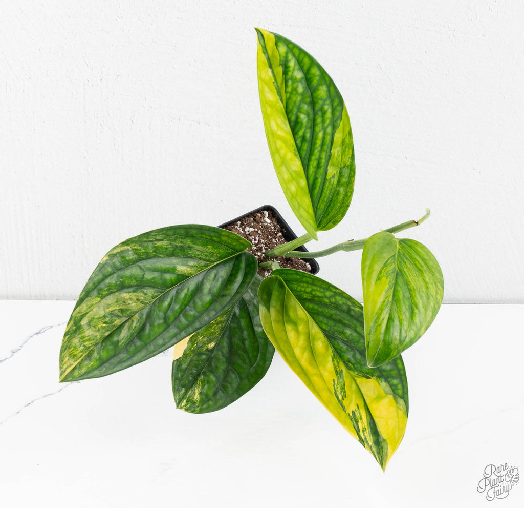 philodendron monstera peru Monstera sp. 'Peru' Variegated *Grower's Choice* – Rare Plant Fairy