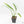Epipremnum amplissimum mint variegated  *Grower's Choice*