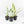 Epipremnum amplissimum mint variegated  *Grower's Choice*