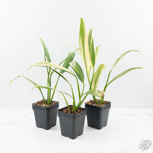 Epipremnum amplissimum mint variegated  *Grower's Choice*