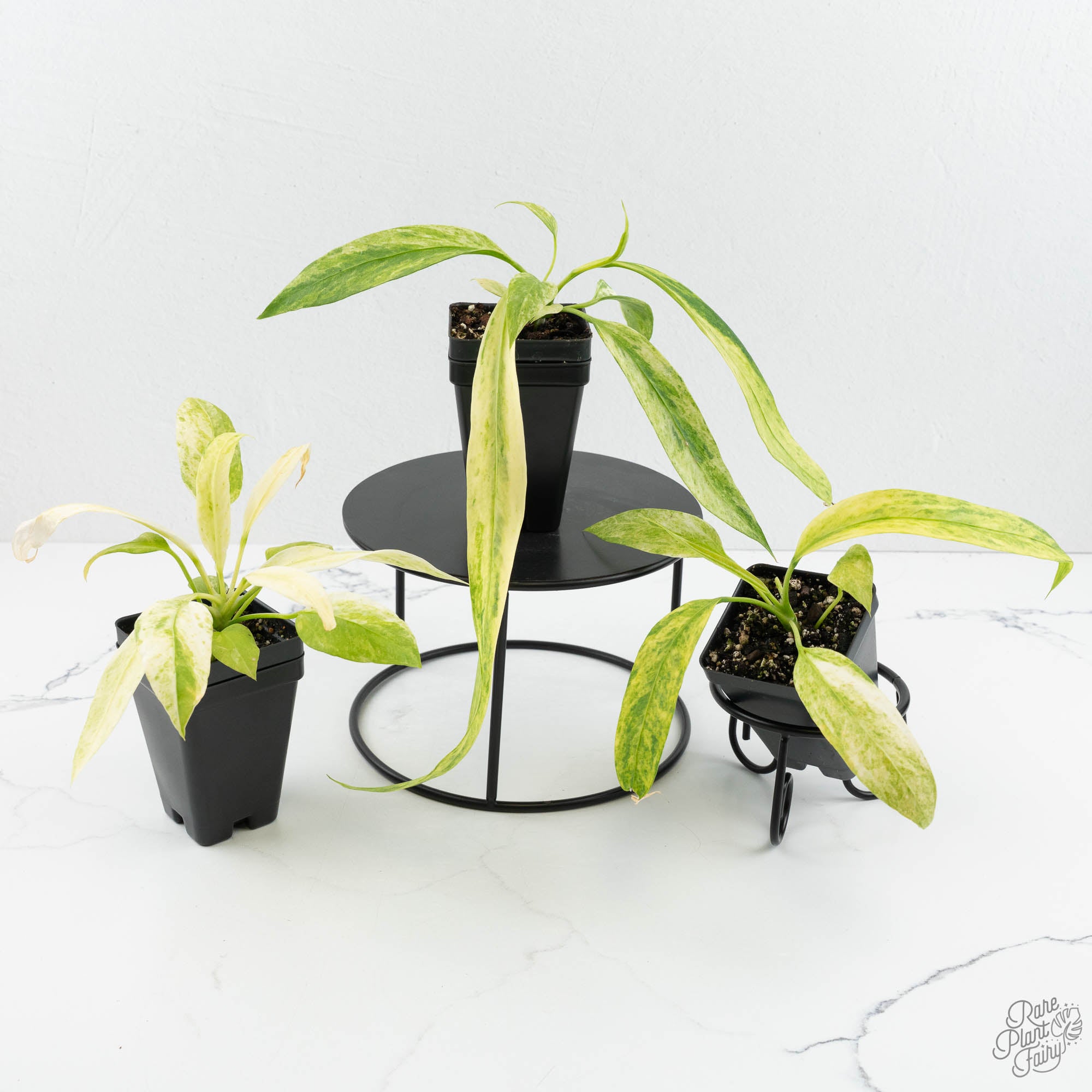anthurium vittarifolium hybrid Anthurium vittarifolium variegated *Grower's Choice*