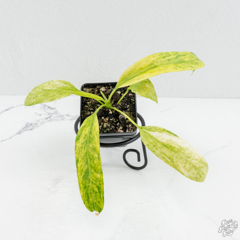 Anthurium vittarifolium variegated *Grower's Choice*