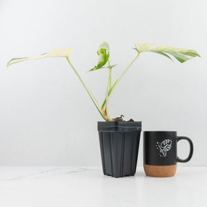 Monstera Deliciosa Mint Variegated NOID (Intermediate Form) *Grower's Choice*